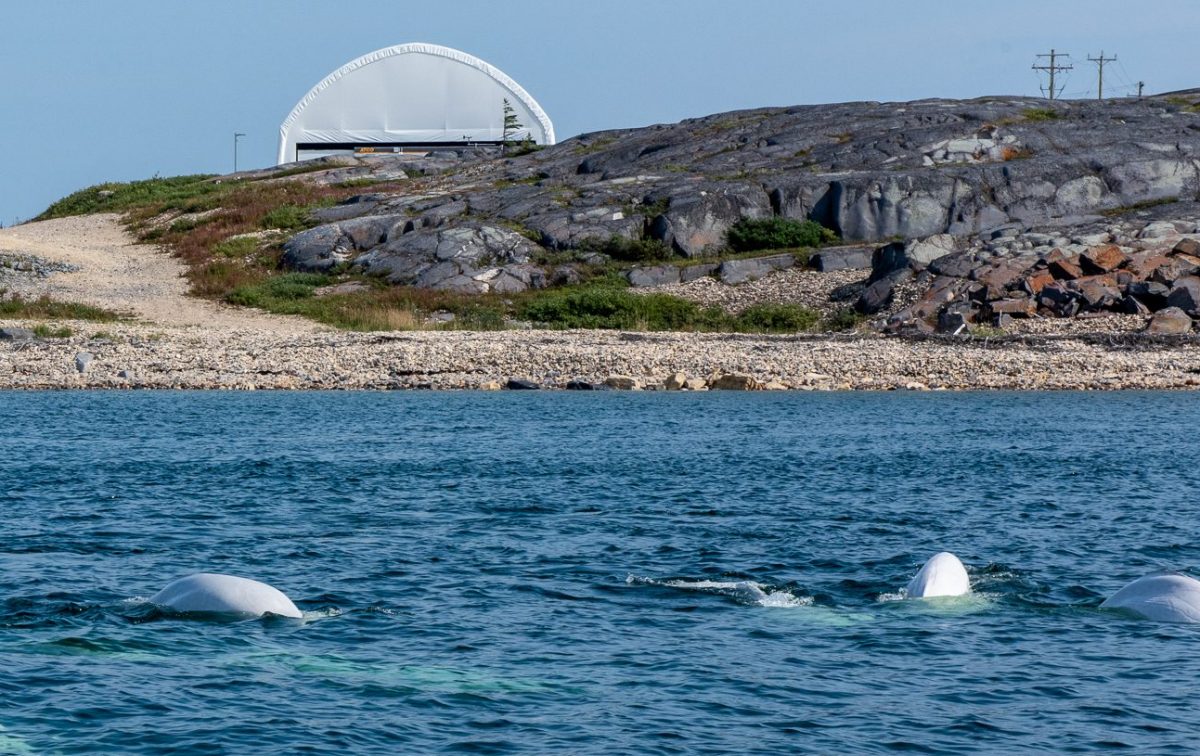 Whales swim in coastal water.