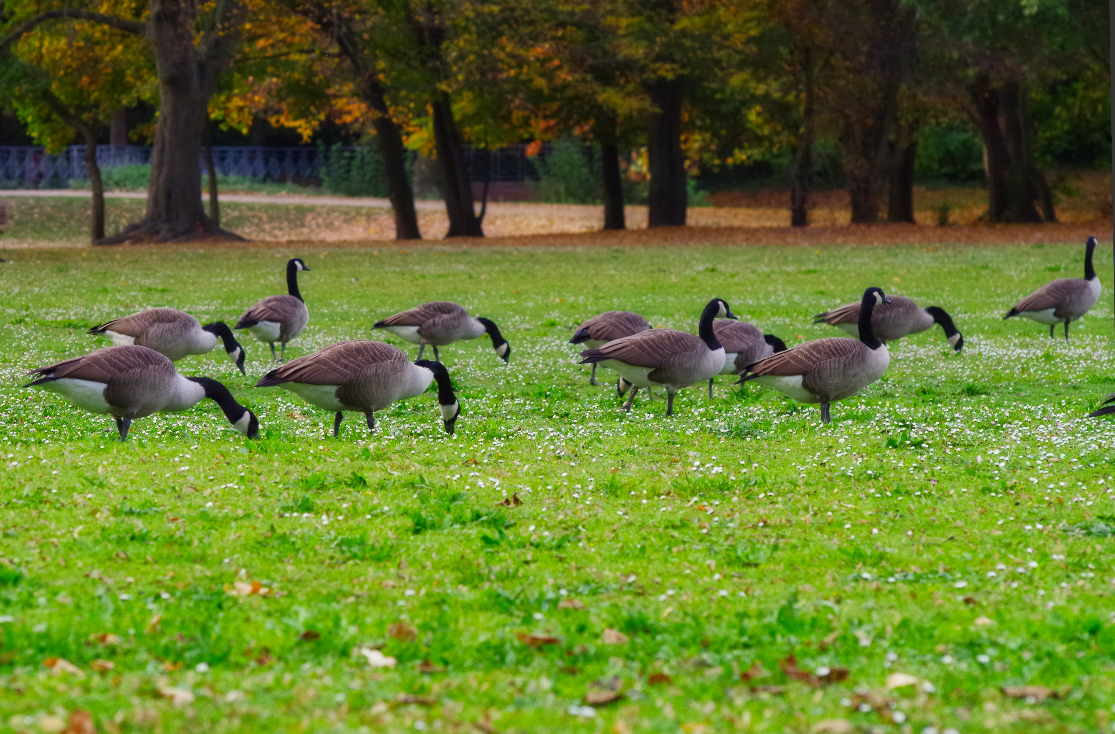 A gaggle of Canadian geese in a field on campus