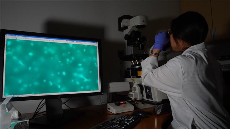 Microscopic projection of plastic eating bacteria