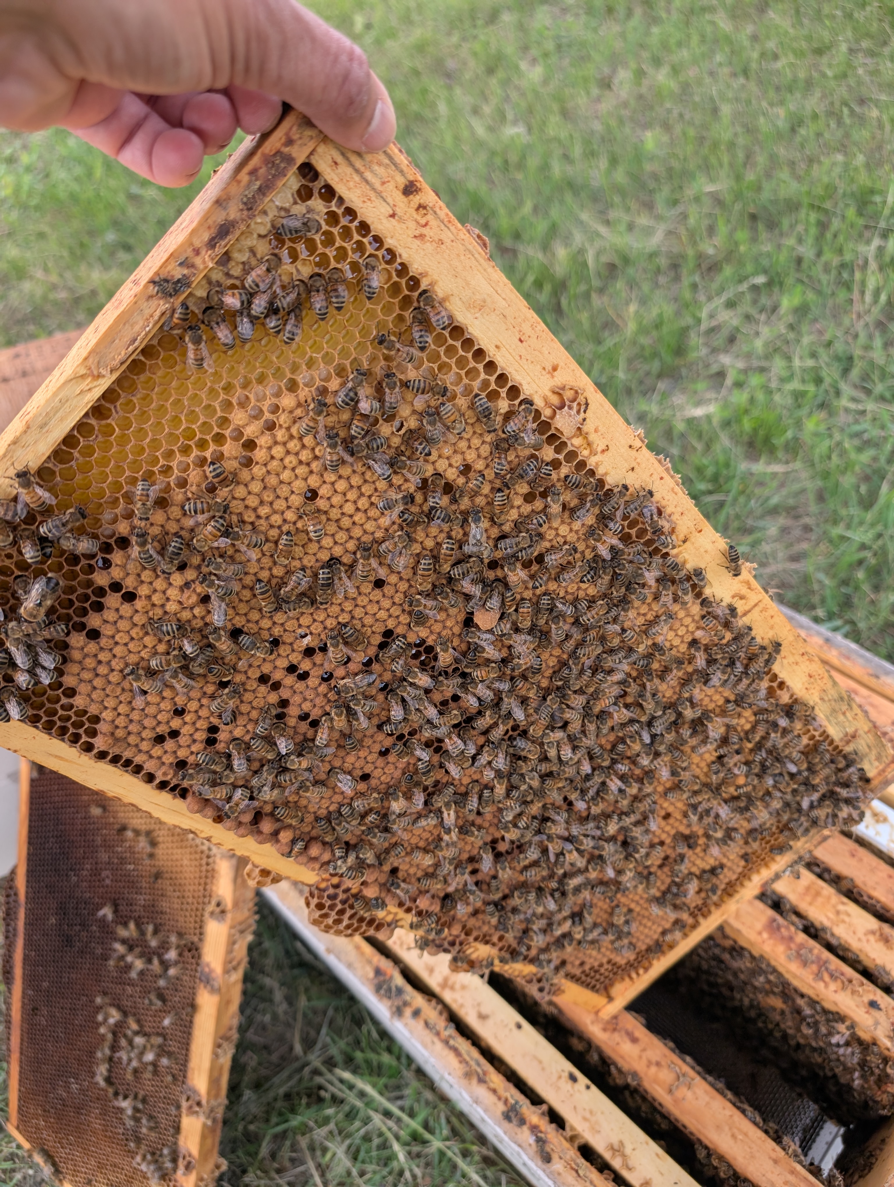 bee s in a frame 
