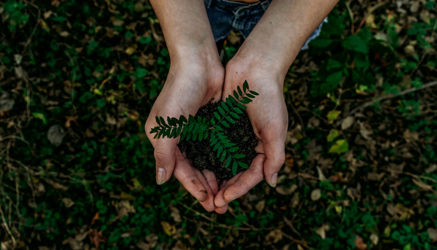 Close up of a pair of hands holding a seedling.