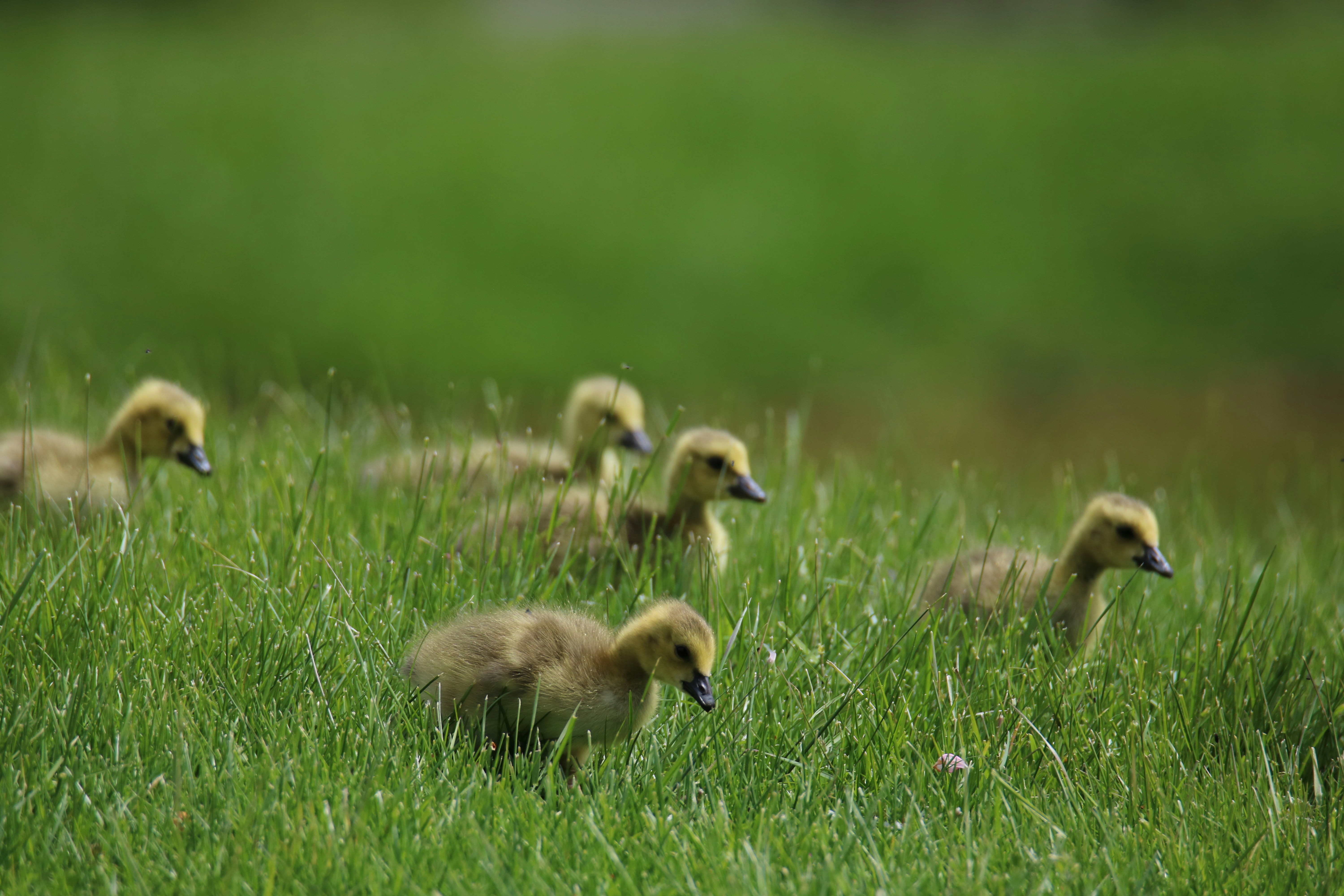group of goslings in a grassy field