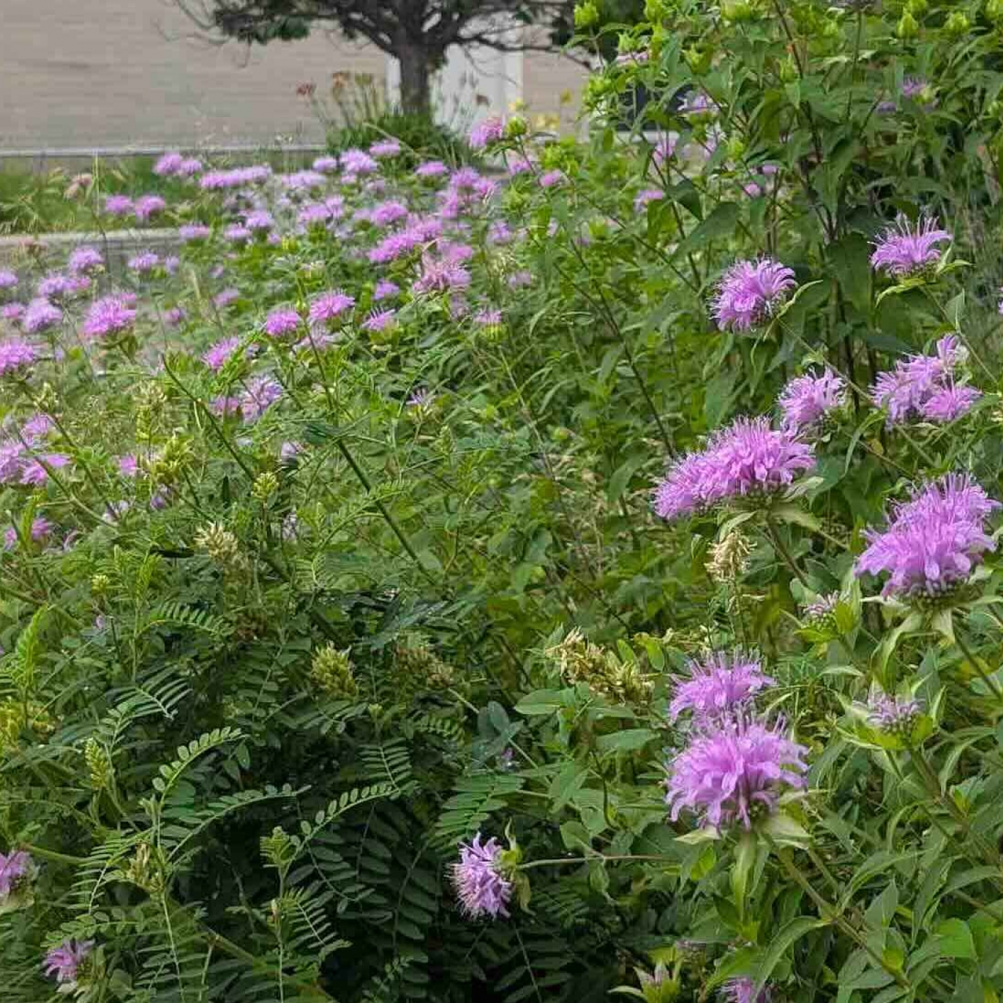 Purple flowers with green grasses in concrete planter.