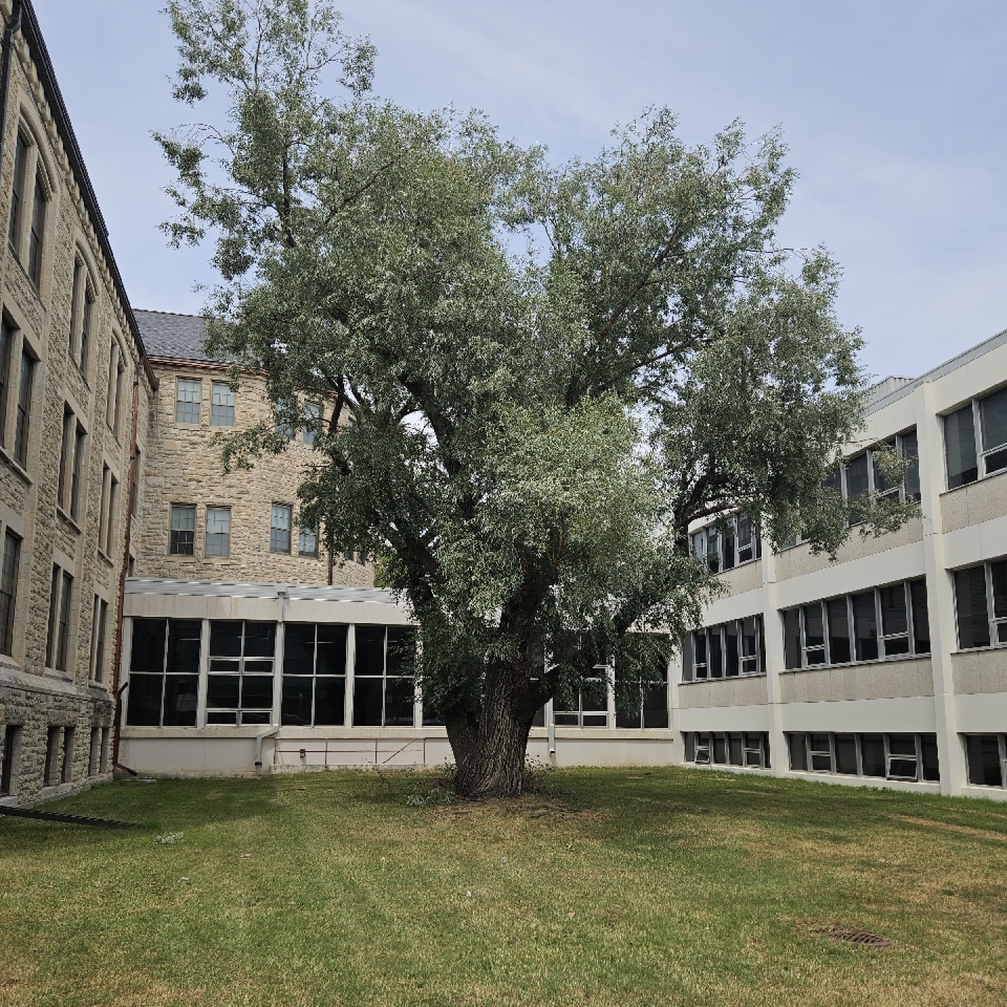 White willow south of Tier building