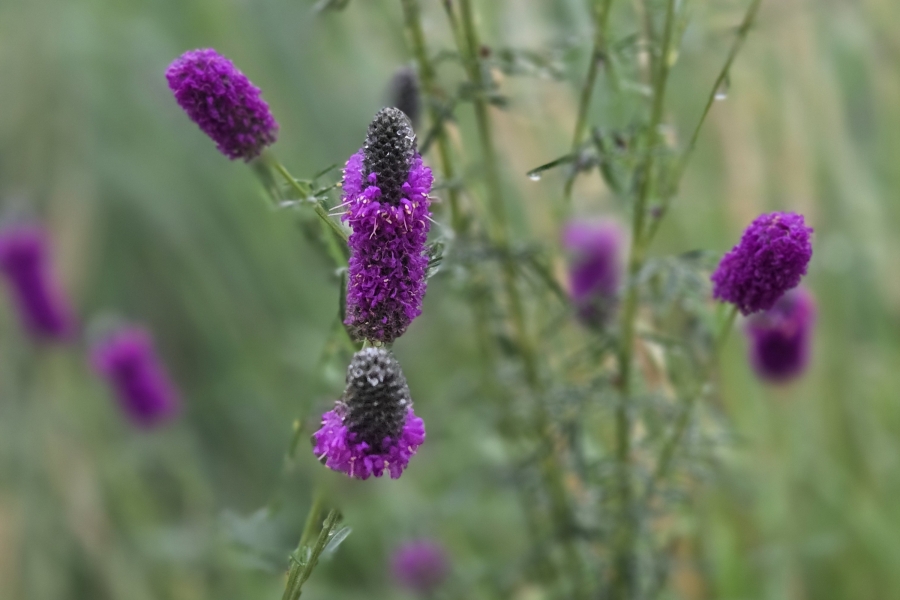 Native wildflower, purple prairie clover