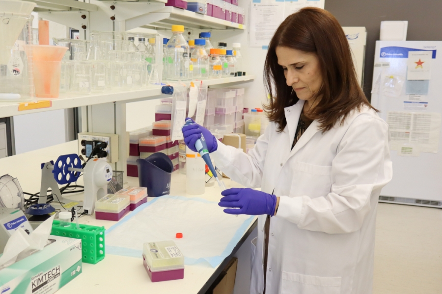 Dr. Soheila Karimi uses a pipette in her lab. 