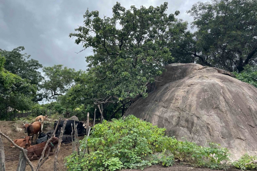 African homestead with large kopje, a distinctive granite rock formation.