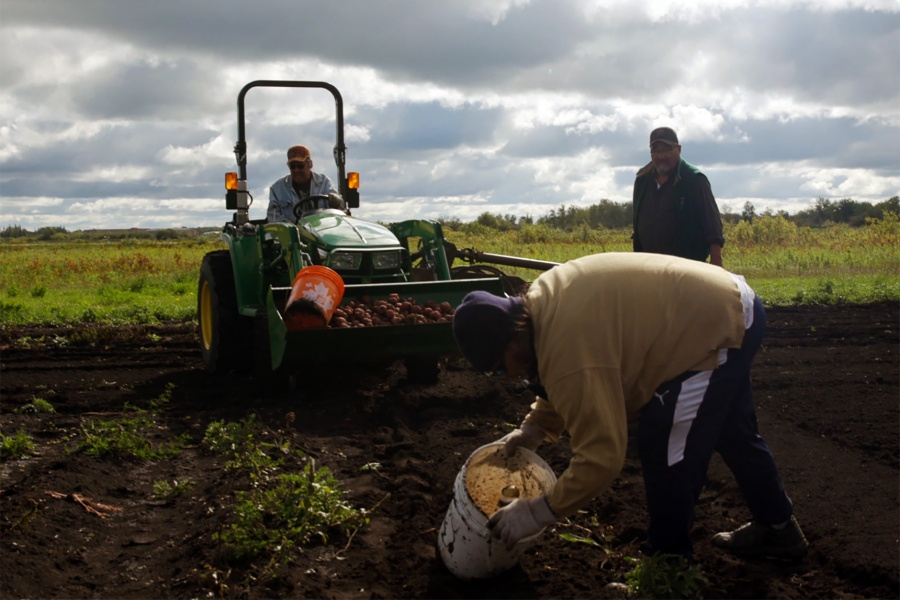 1 man on a tractor carries potatoes as 2 men work the field