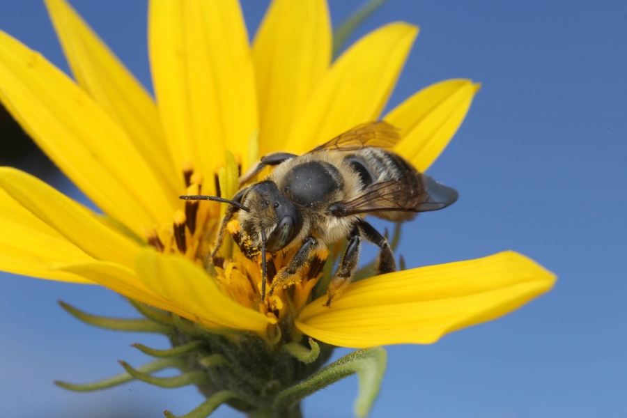 Close-up of a bee landing on yellow flower.