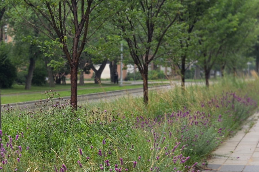 Native prairie grasses and wildflowers in front of Stanley Pauley building.