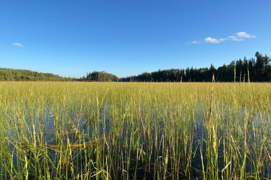 A field under a blue sky.