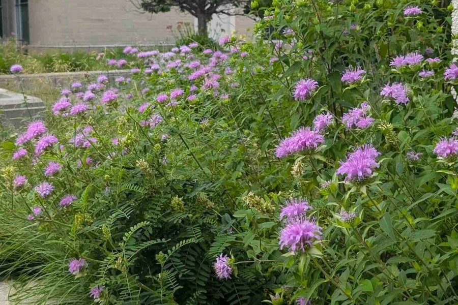 Purple flowers with green grasses in concrete planter.