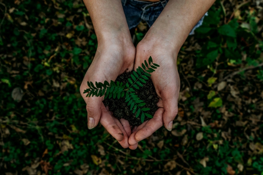 Close up of a pair of hands holding a seedling.
