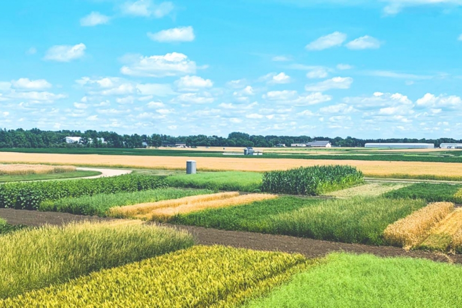 field with various crops