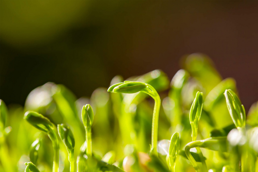 Budding sprouts in the sunlight
