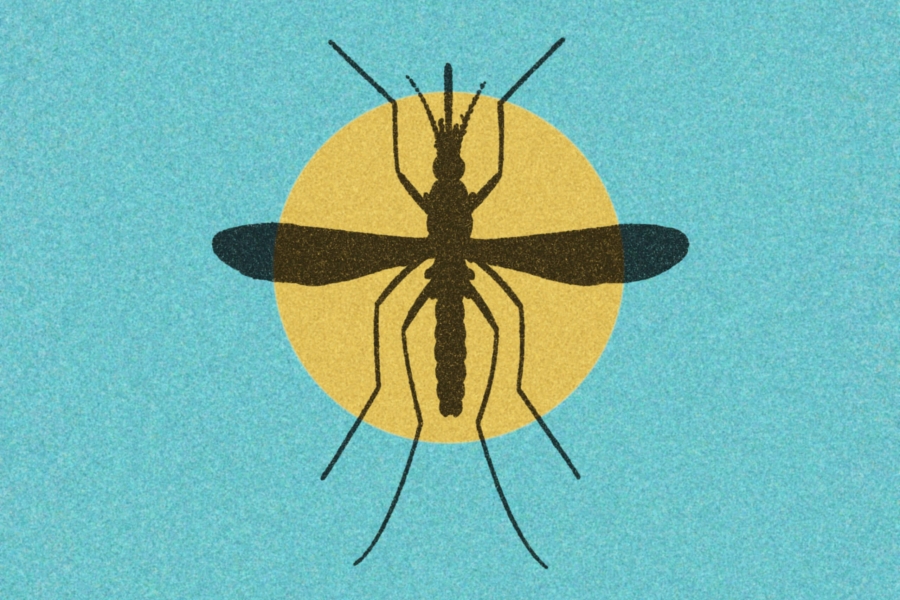 an illustration of a mosquito