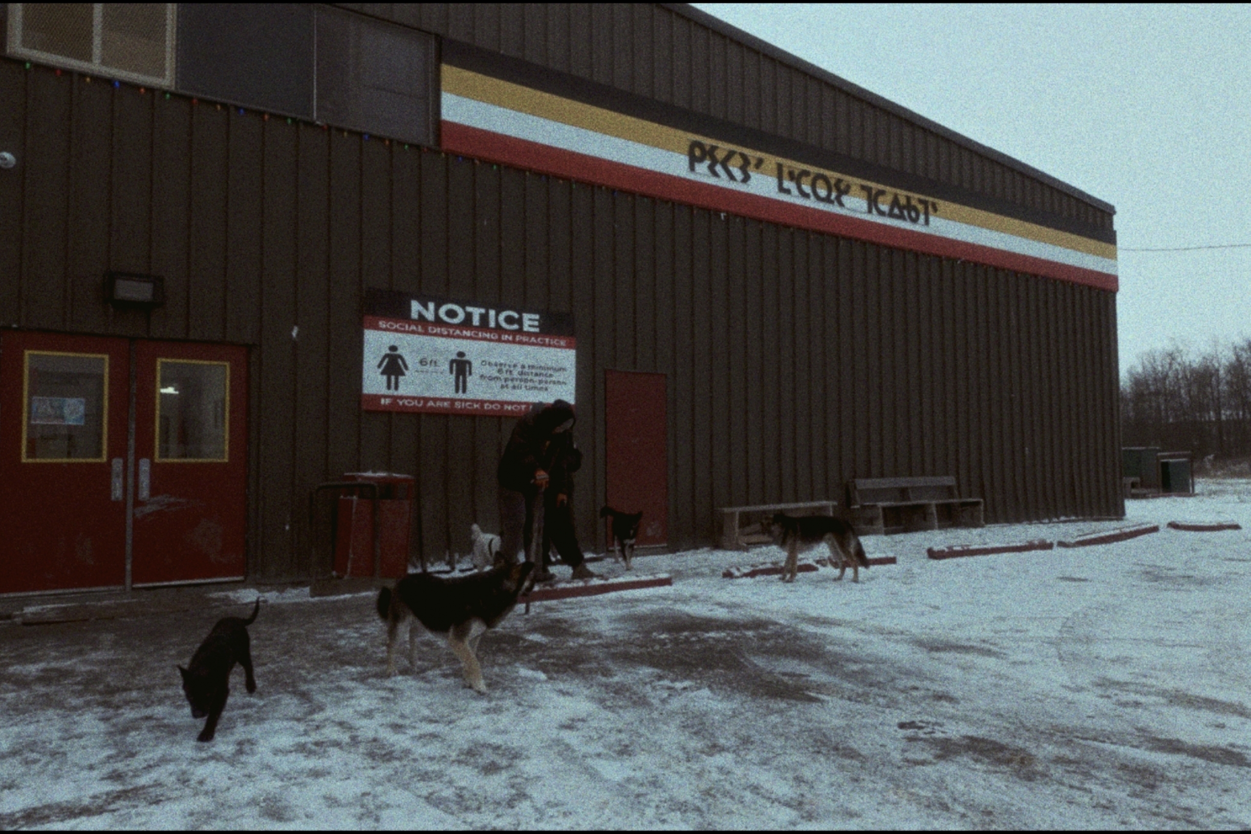 Five dogs and a person stand in front of a two story brown building which houses both the Nelson House hockey arena and circuit court.