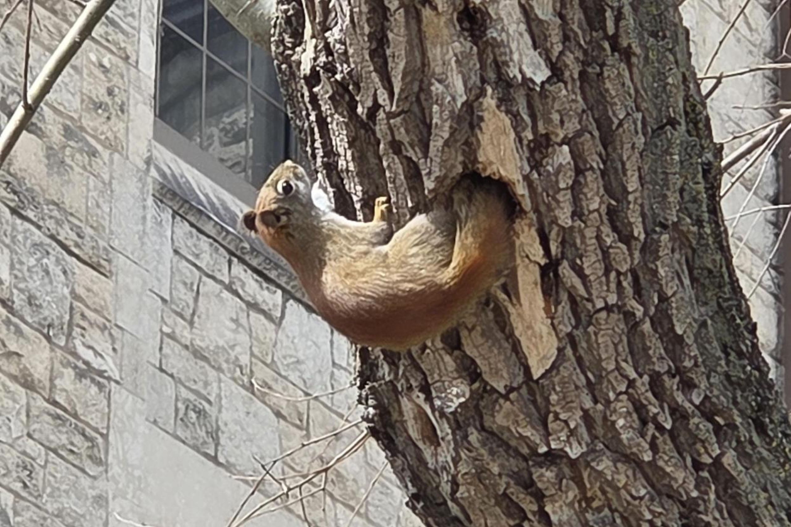 red squirrel in a tree