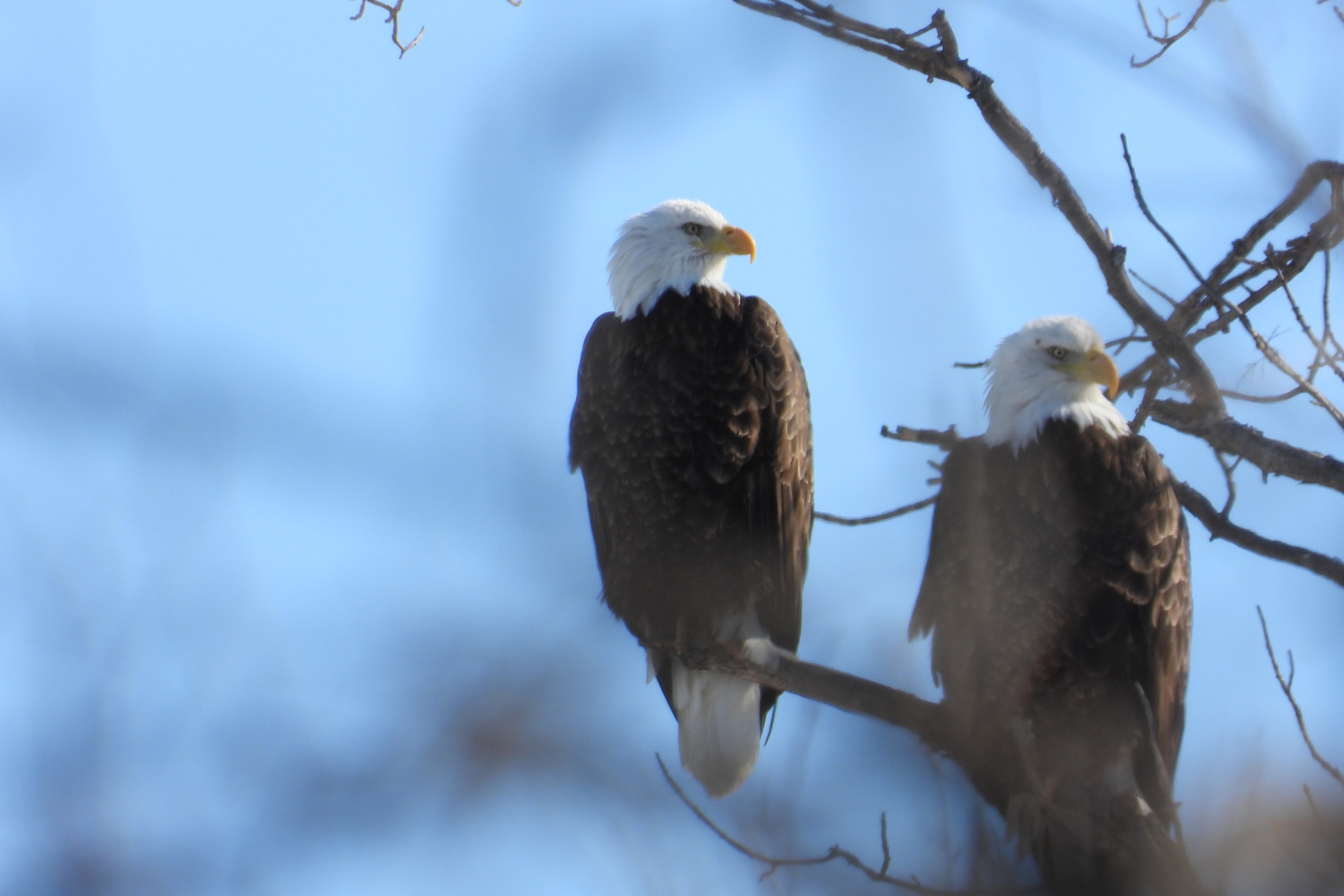 two bald eagles on tree branch against a blue sky.