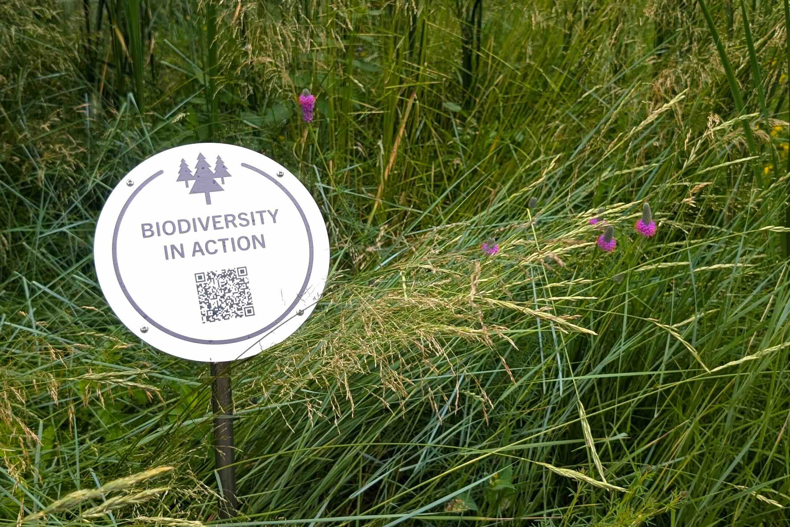 Amidst tall grasses, a QR code on a sign that says "Biodiversity in Action."