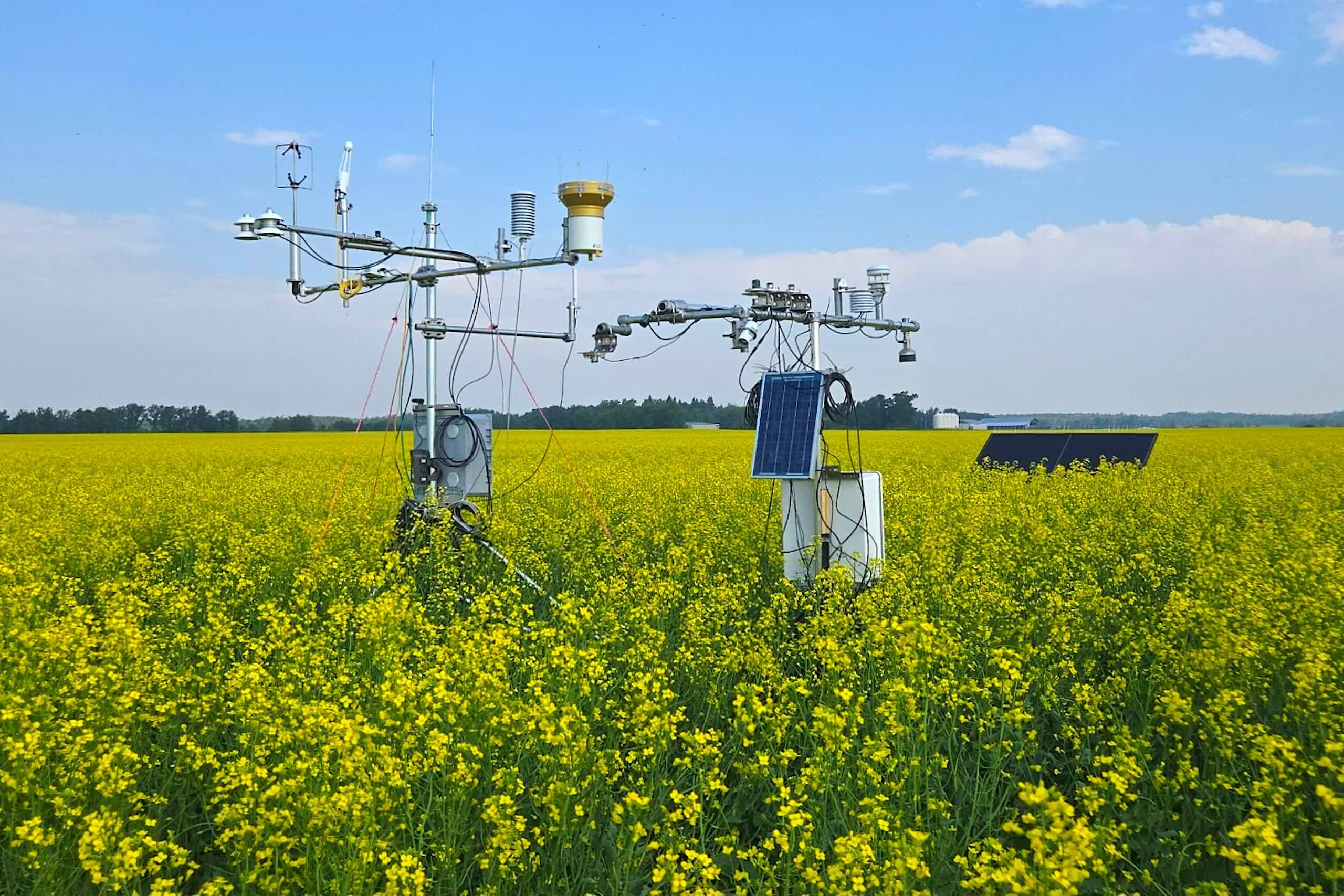 Scientific measurement equipment in a yellow canola field with blue sky..