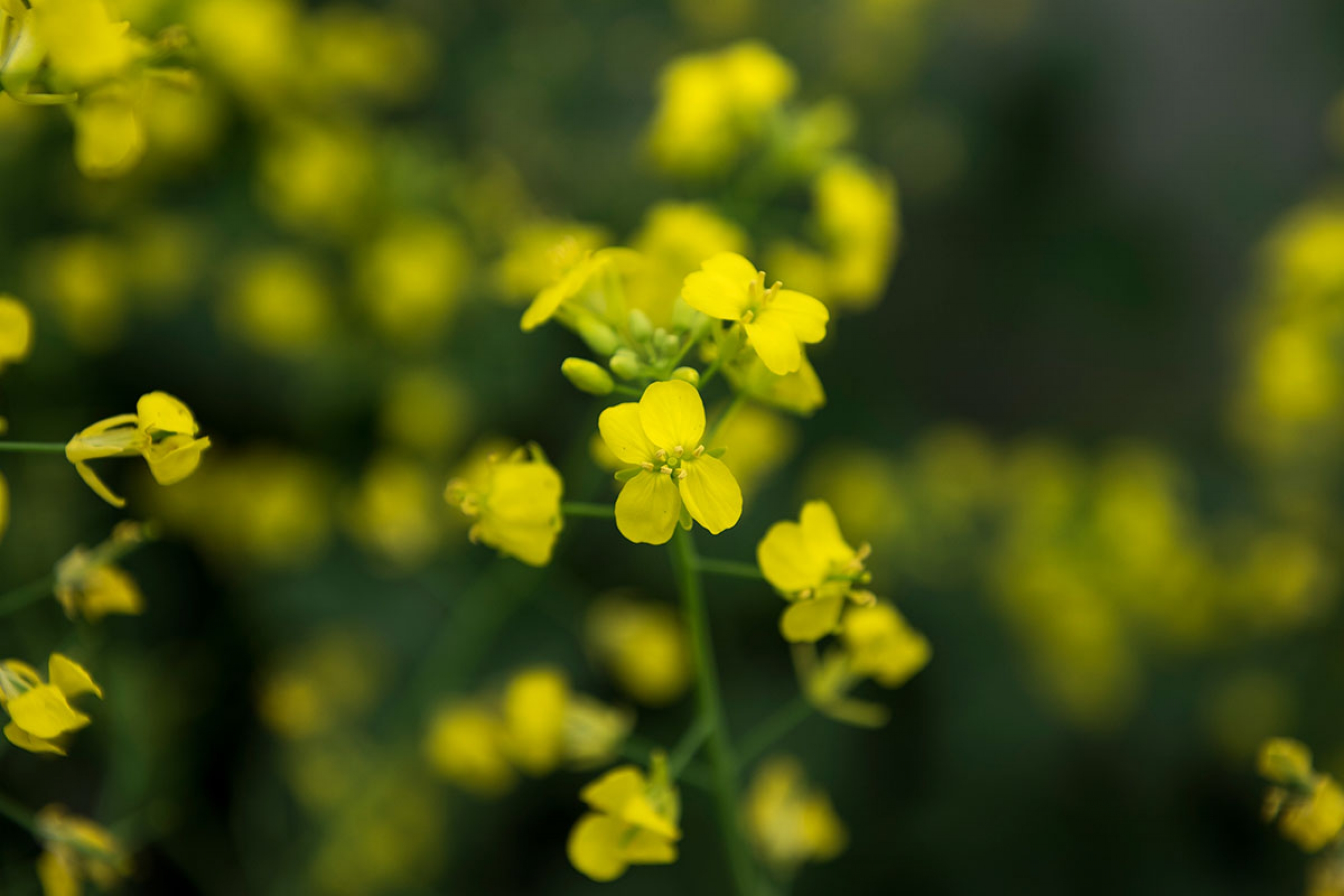 Canola plants in a field in full bloom. Bright yellow blooms on the plants.