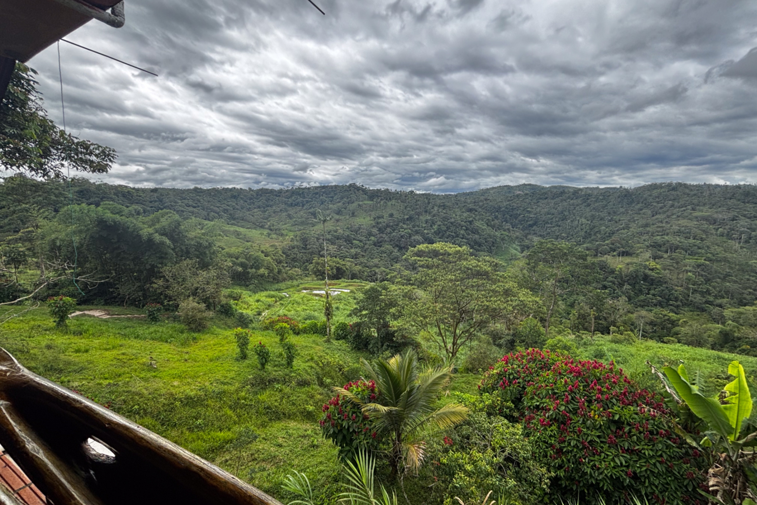 A scenic view of the Amazon rainforest.