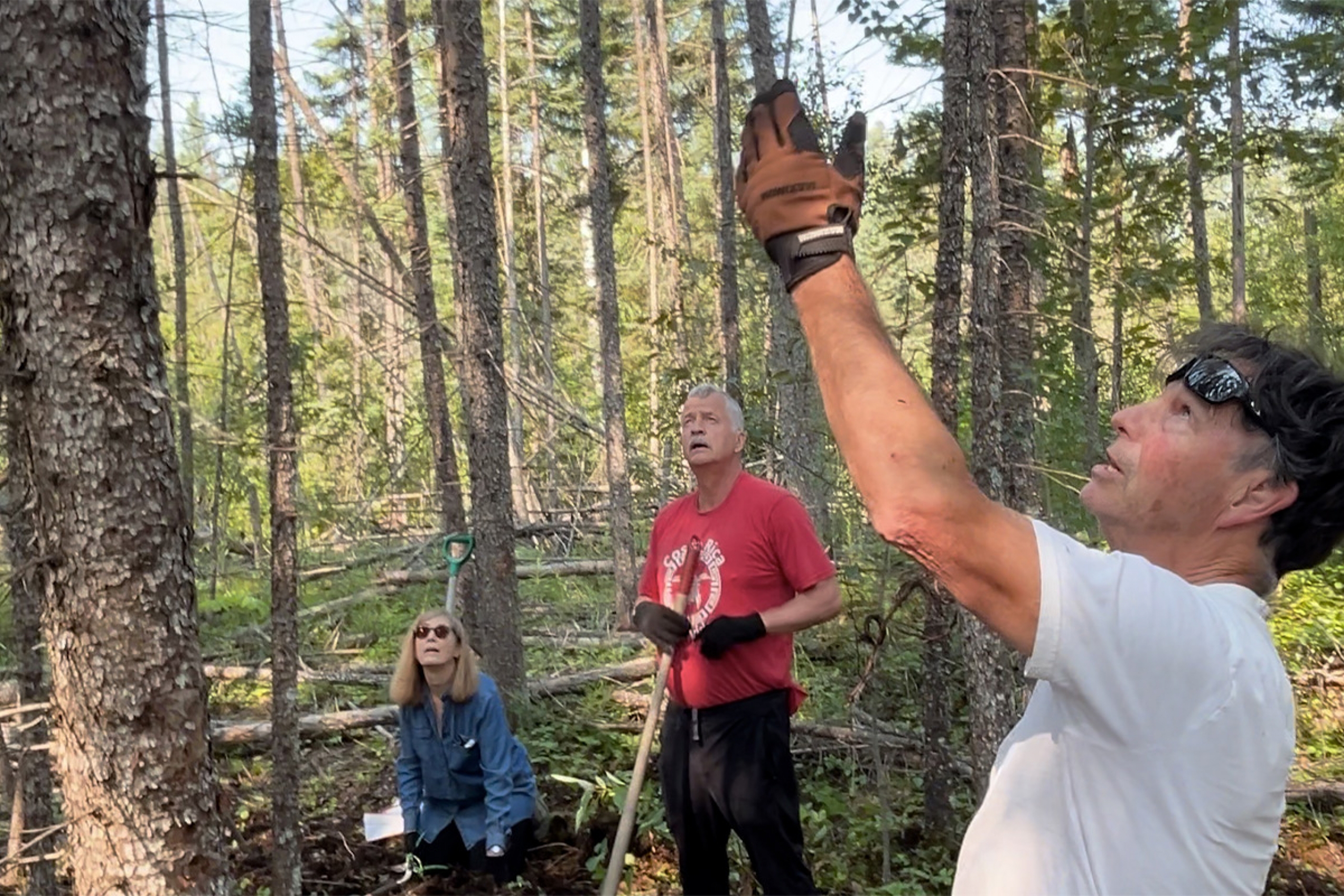 A man points to the top of a tree in a spruce forest.
