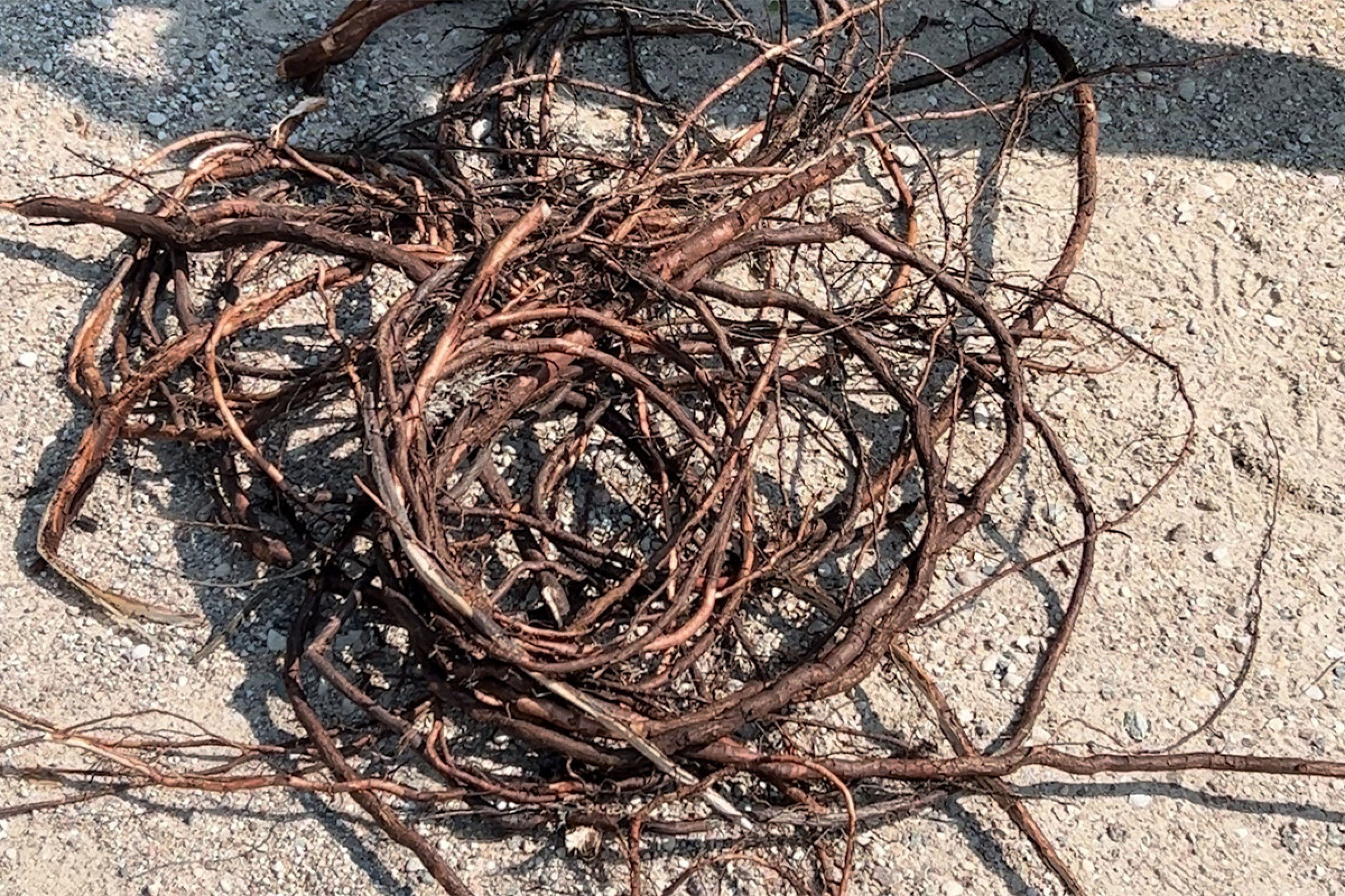 A bundle of spruce root