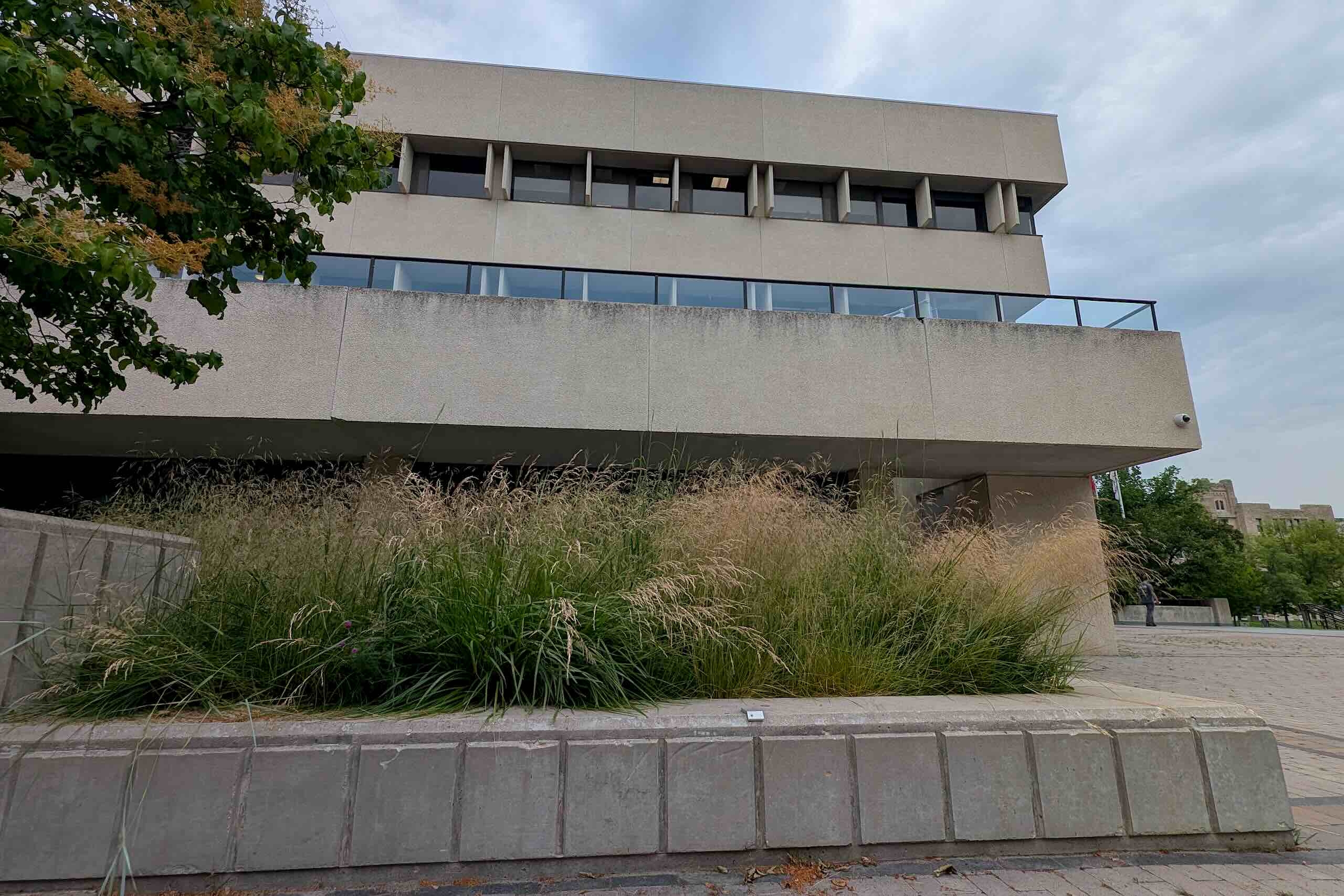 Grasses in low, wide concrete planter in front of concrete building.