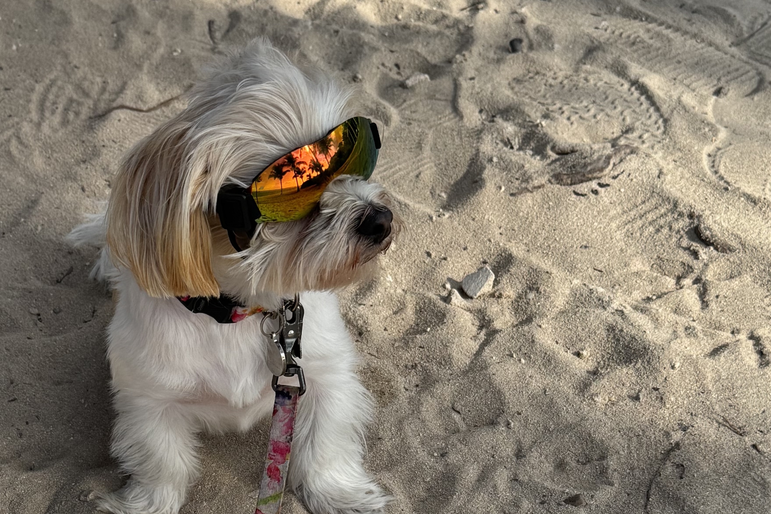 A dog stares into the sunset