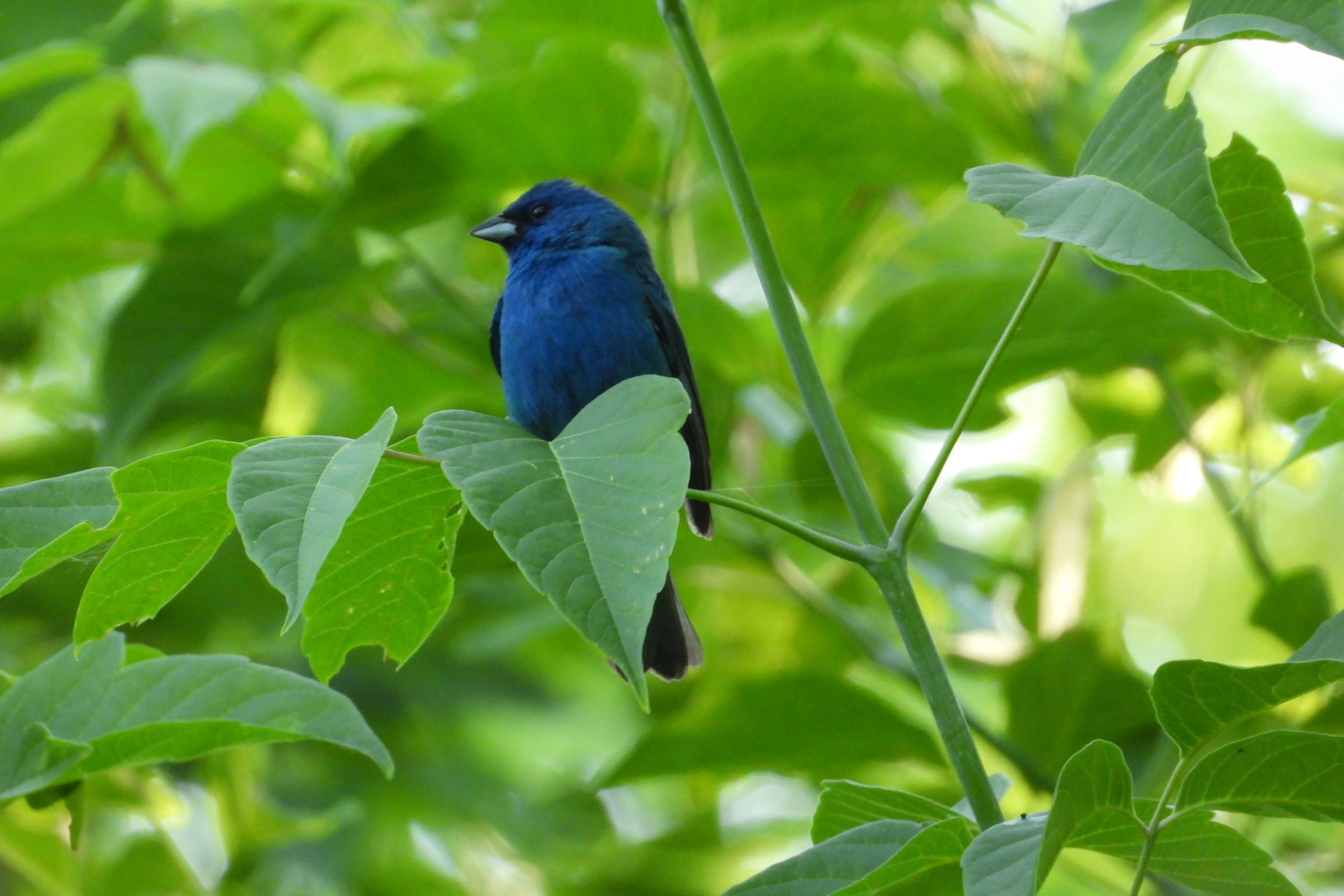 indigo bunting bird.