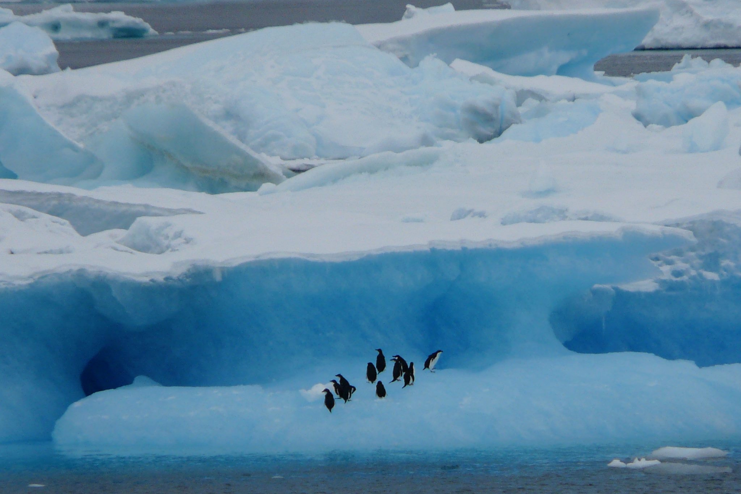 An image of penguins gathering on top of an iceberg.