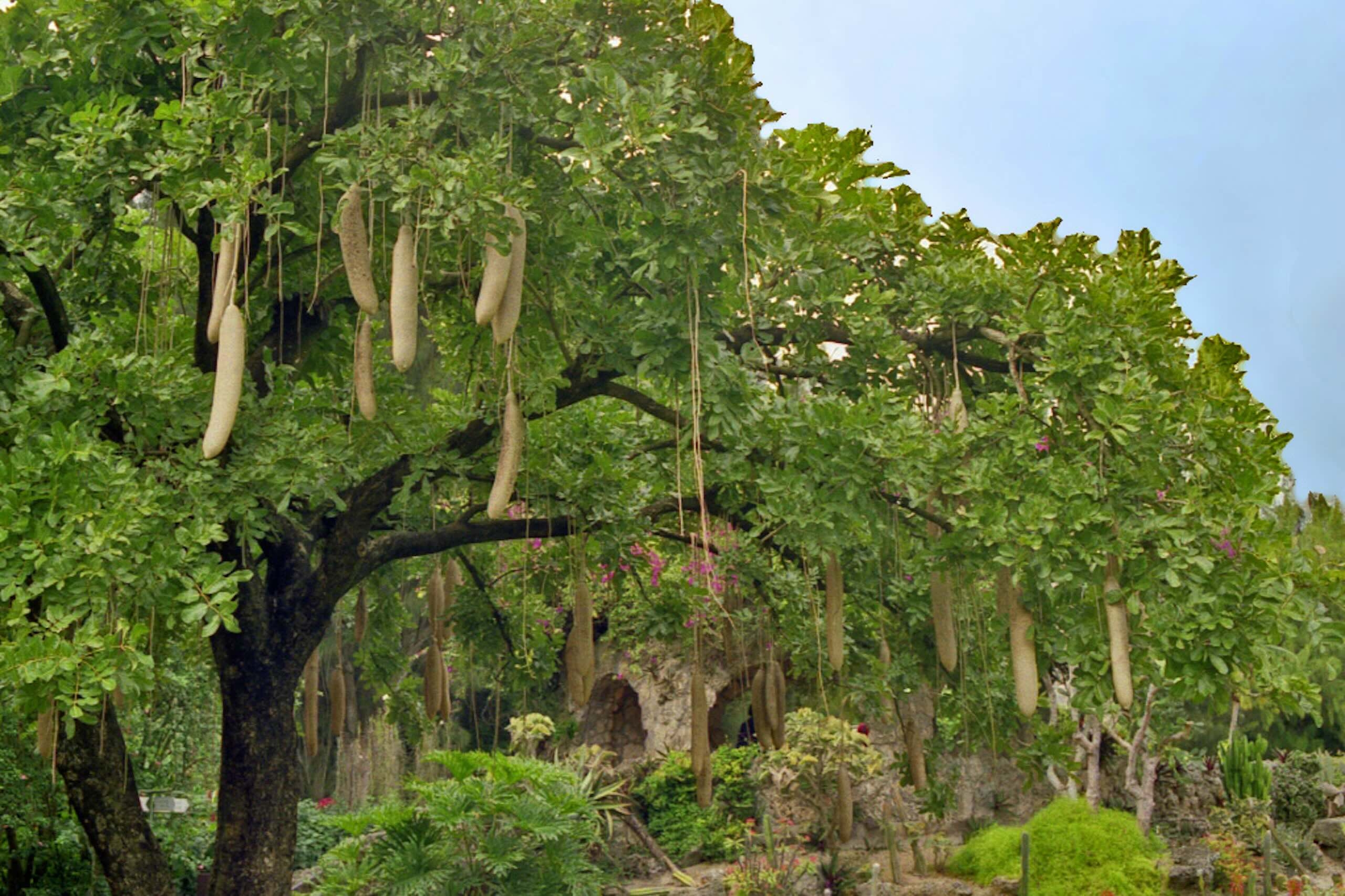 Large green African tree (Kigelia africana) with hanging fruit.