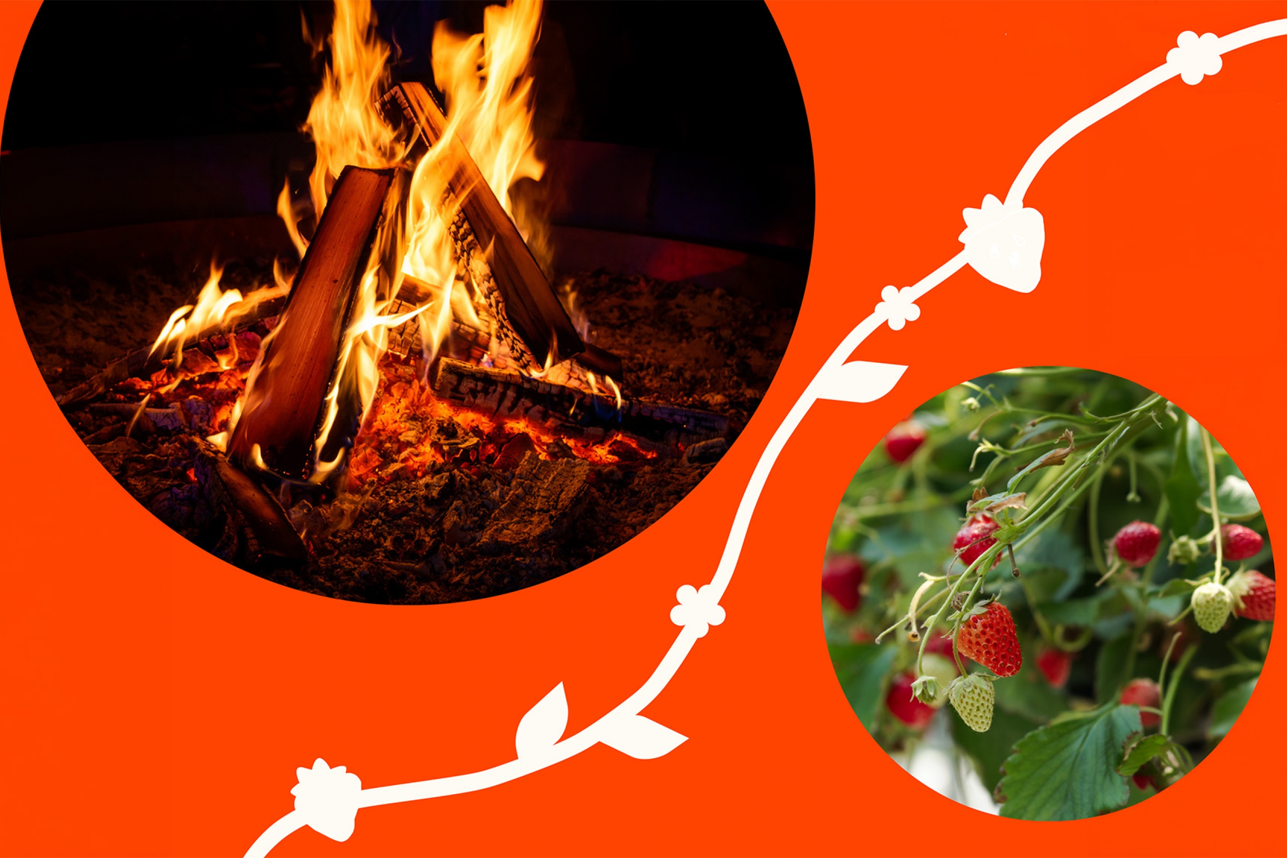 A crackling fire and strawberries growing to represent warmth and healing