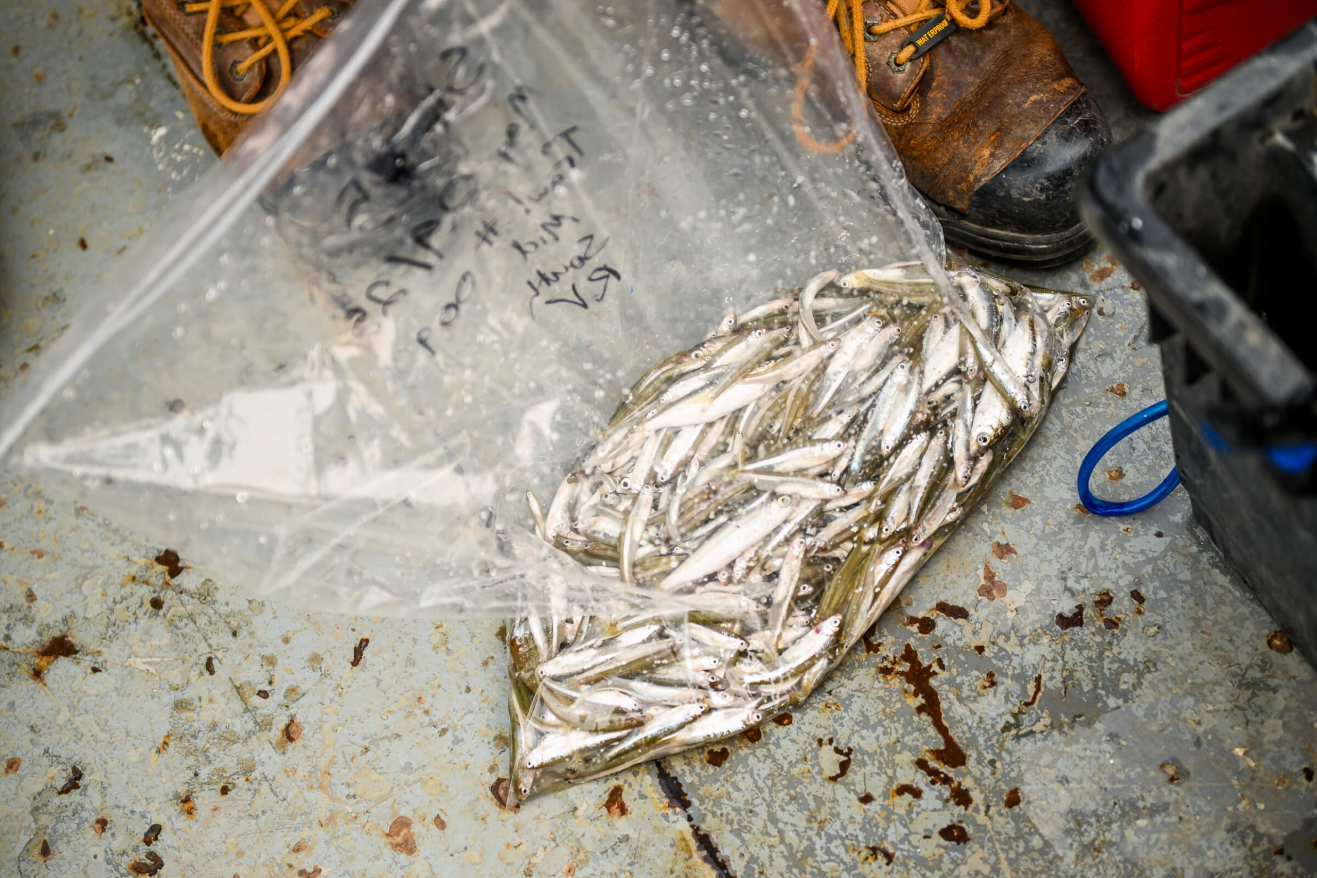 hundreds of tiny fish in a plastic bag