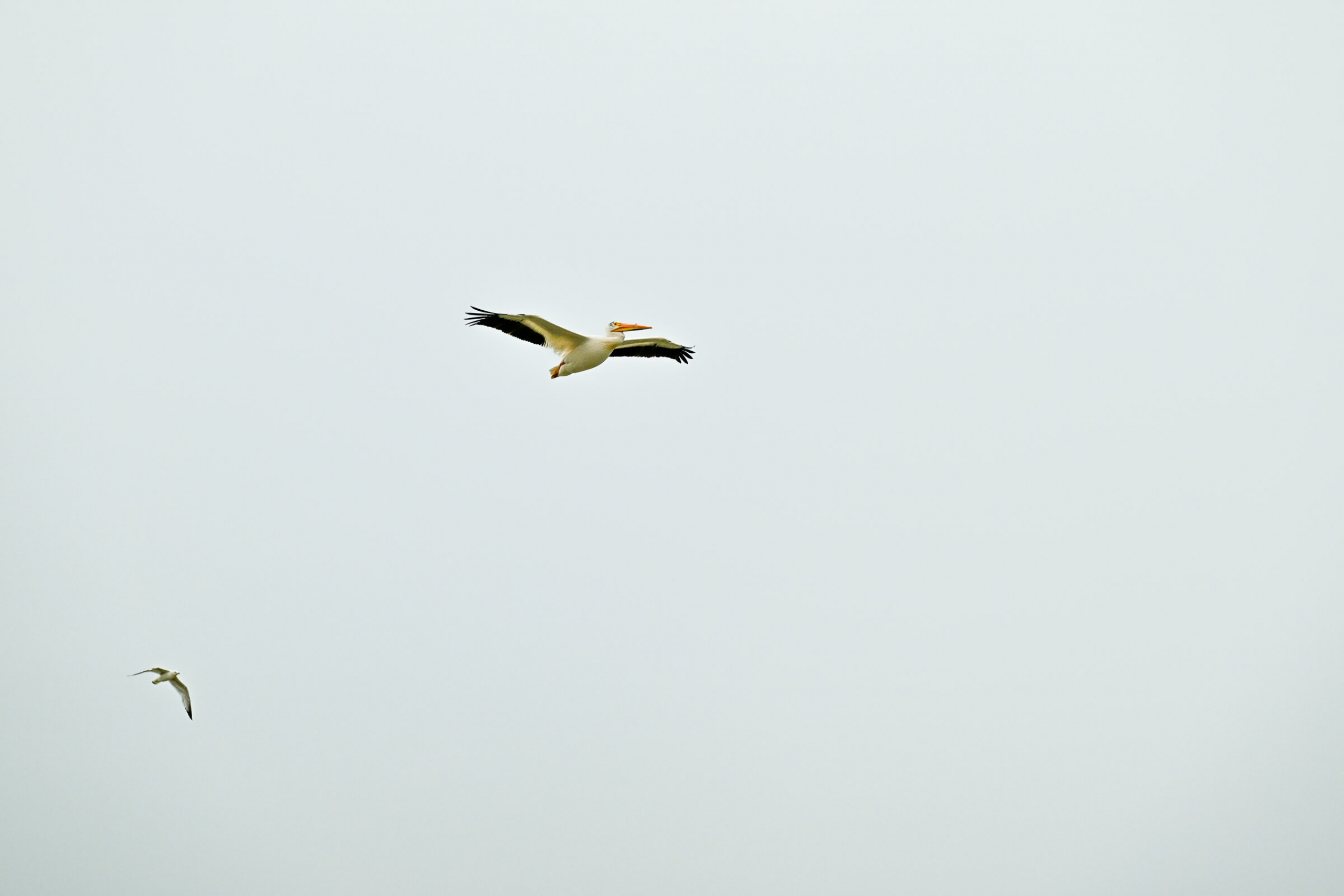 Two pelicans circle in a cloudy sky