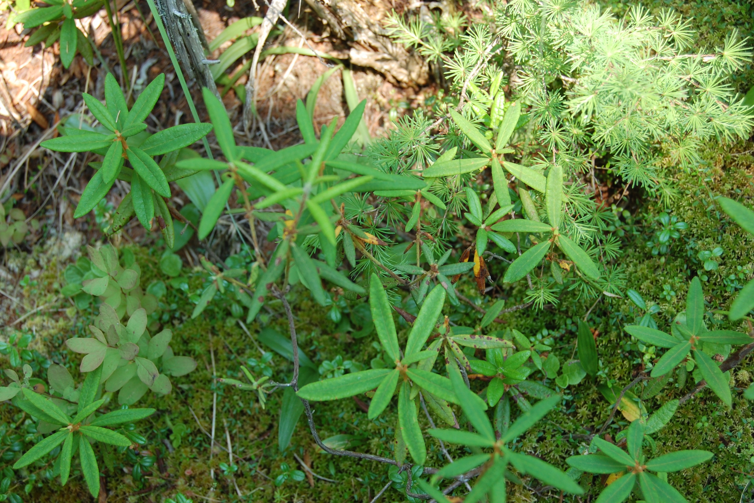 Muskeg tea, also known as labrador tea