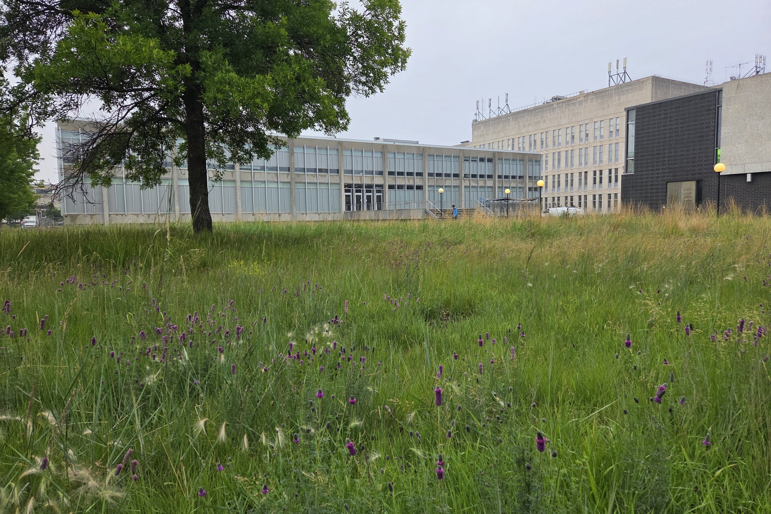 tall grasses in field in front of building