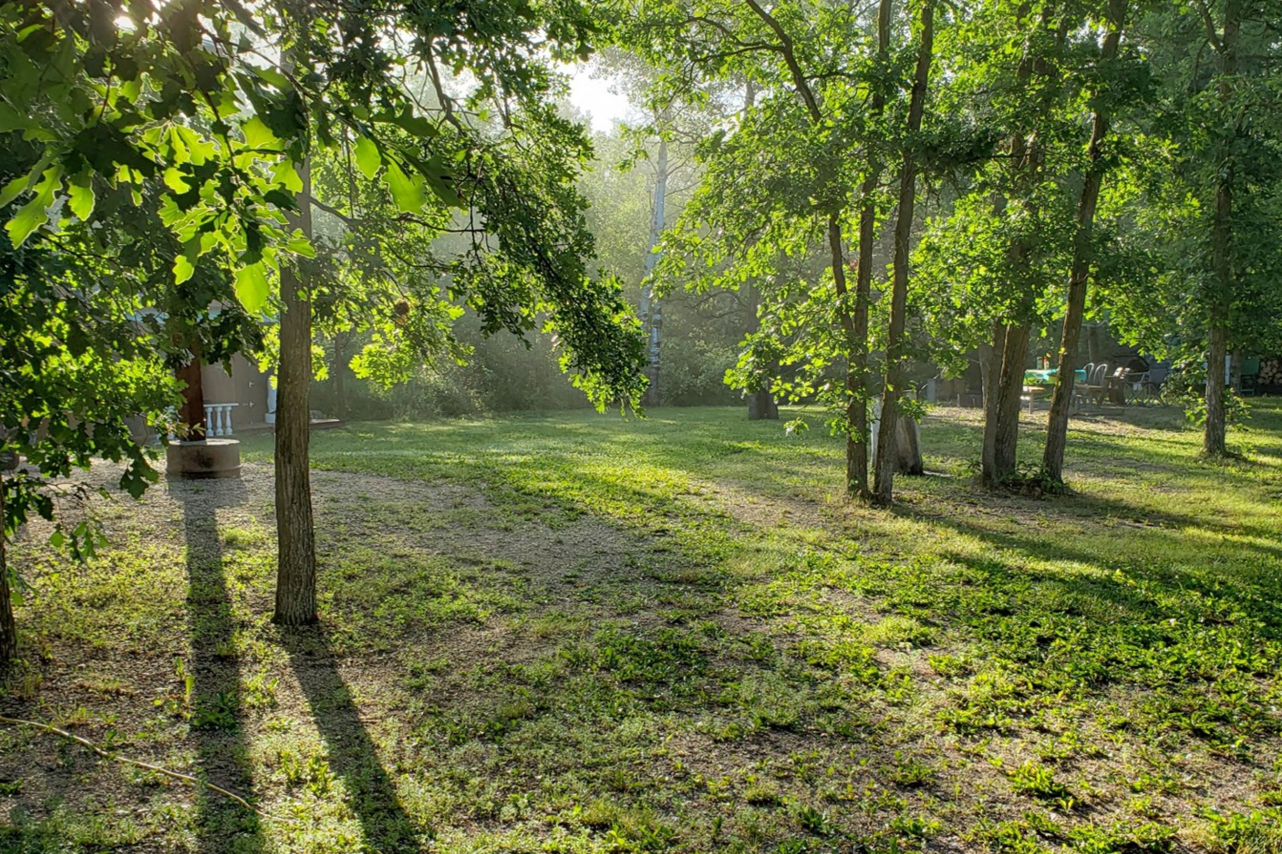 Green trees and grass with sun peaking through leaves. 