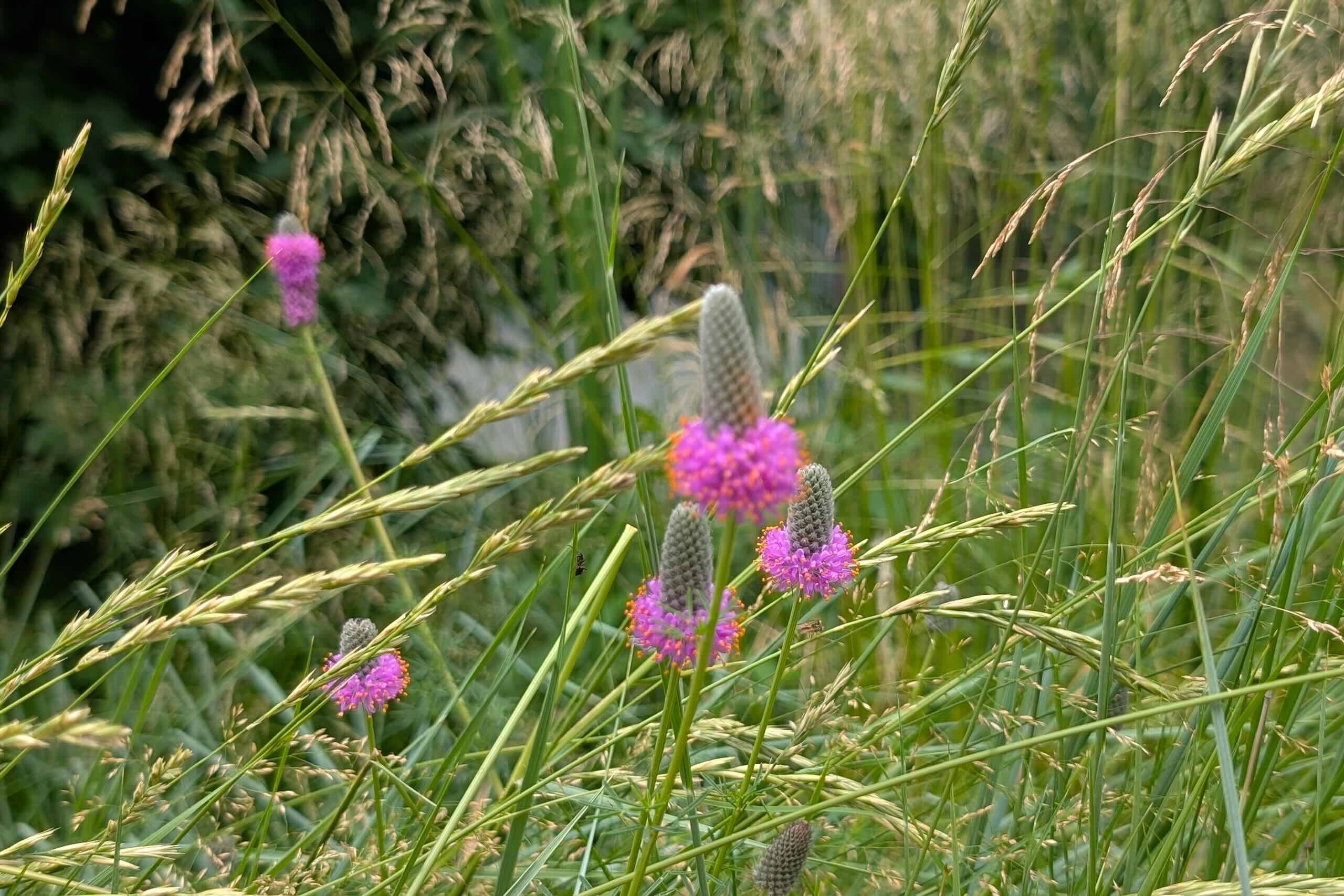 Purple prairie clover in tall grass.