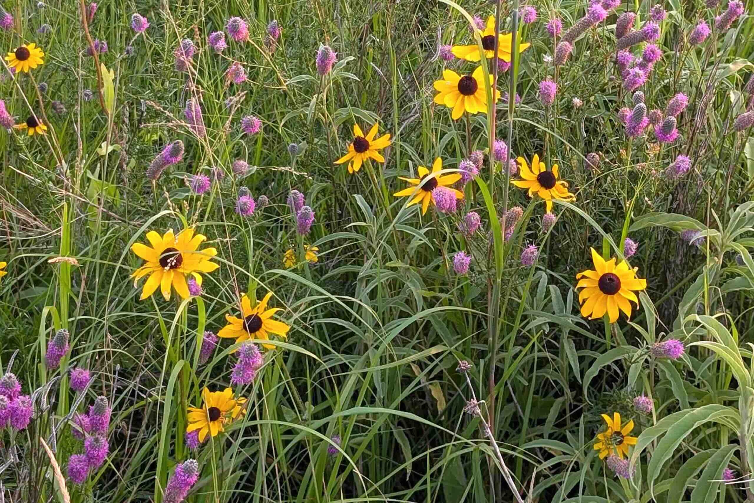 Close-up of yellow and purple prairie wildflowers and grasses in a field.