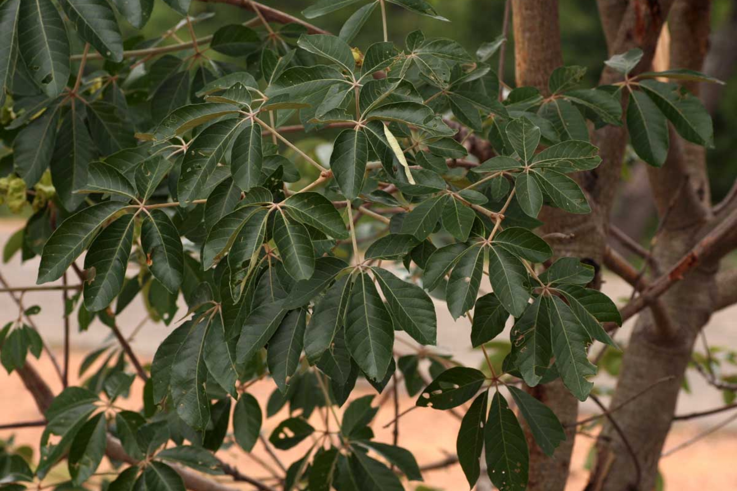 Close up of green leaves.