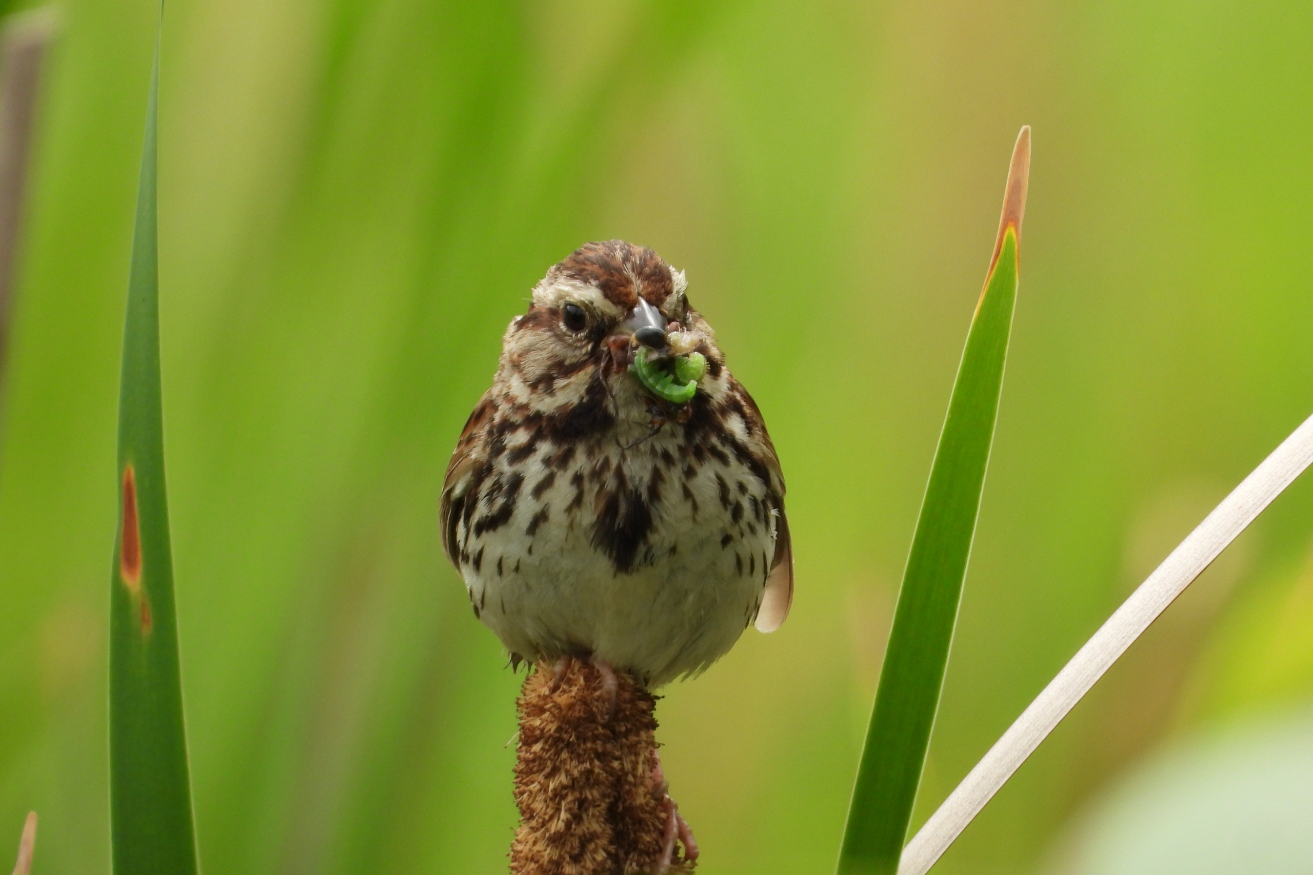 song sparrow bird.