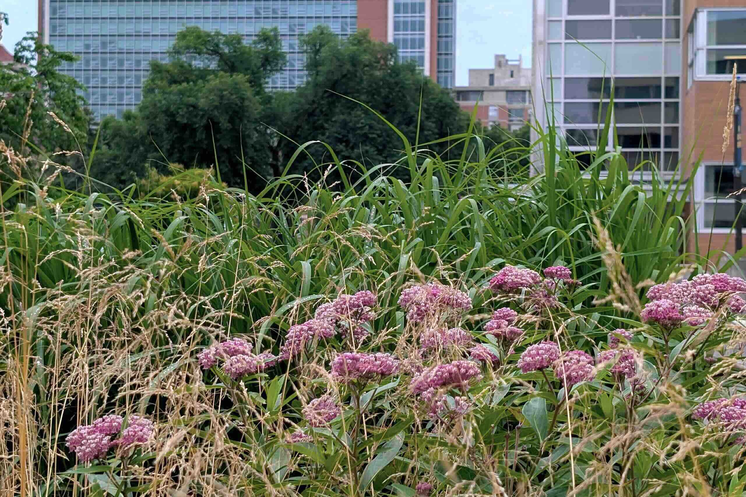 pink flowers in front of greenery.