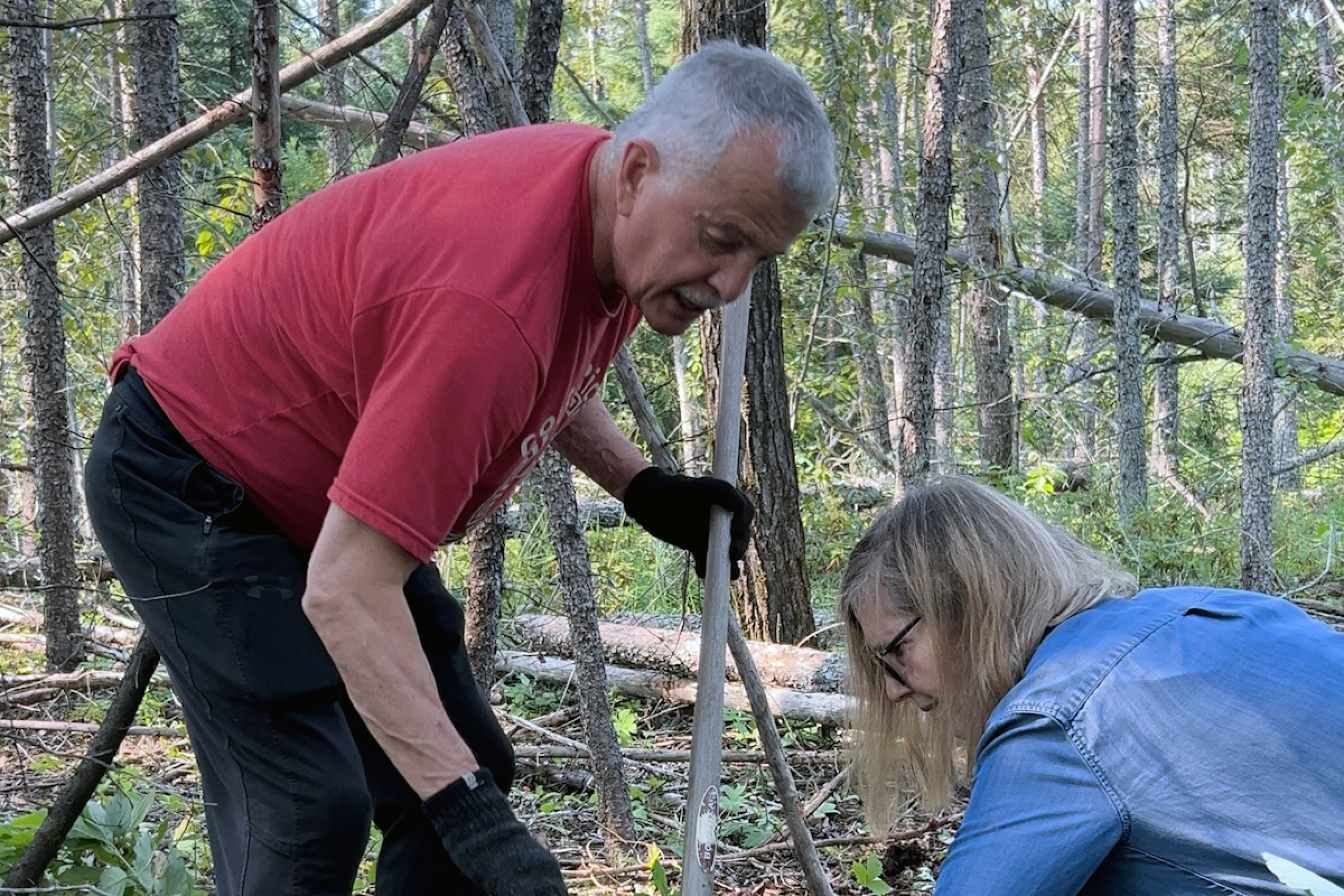 A man and woman dig for spruce roots in the forest.