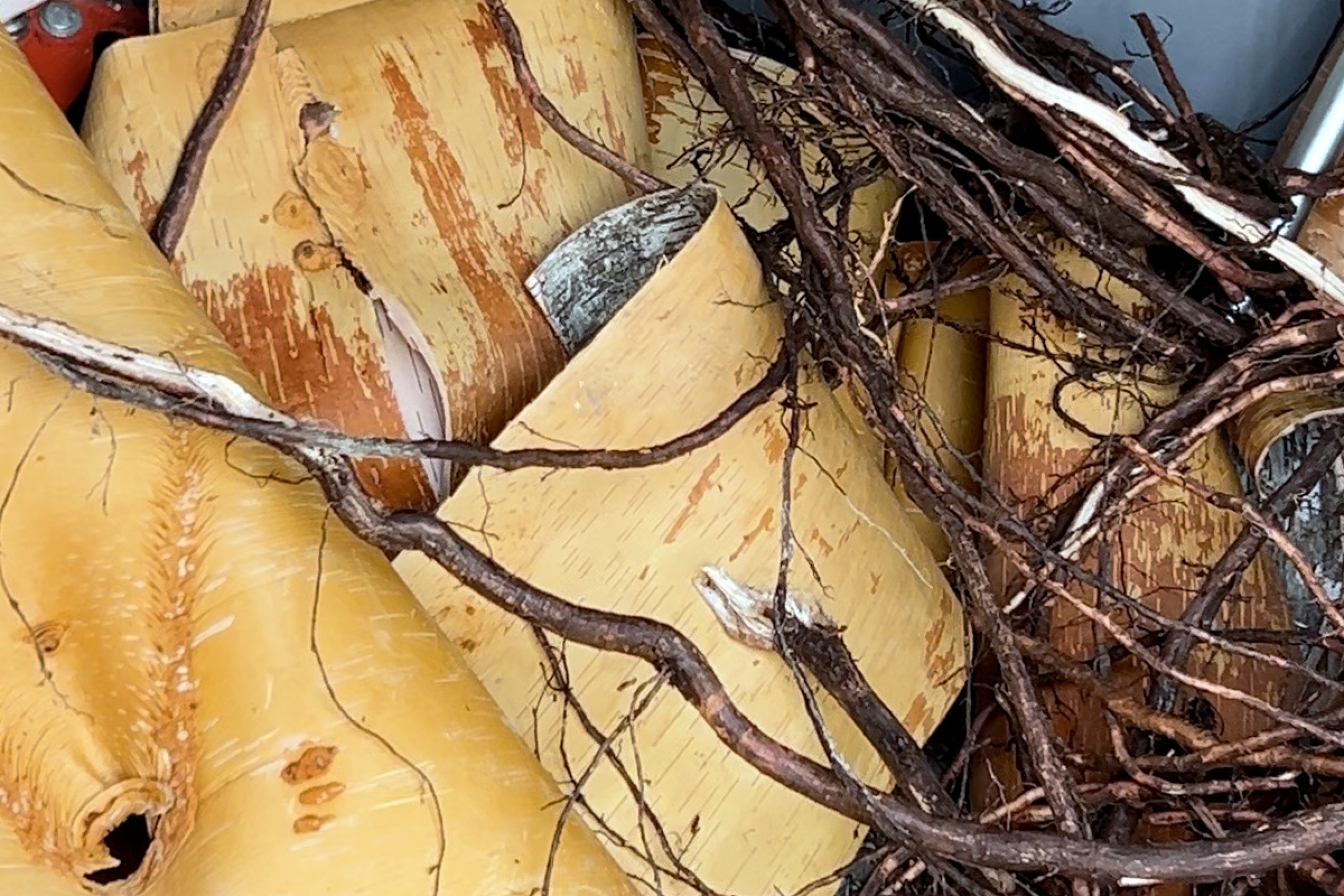 A pile of birch sheets and spruces roots up close.