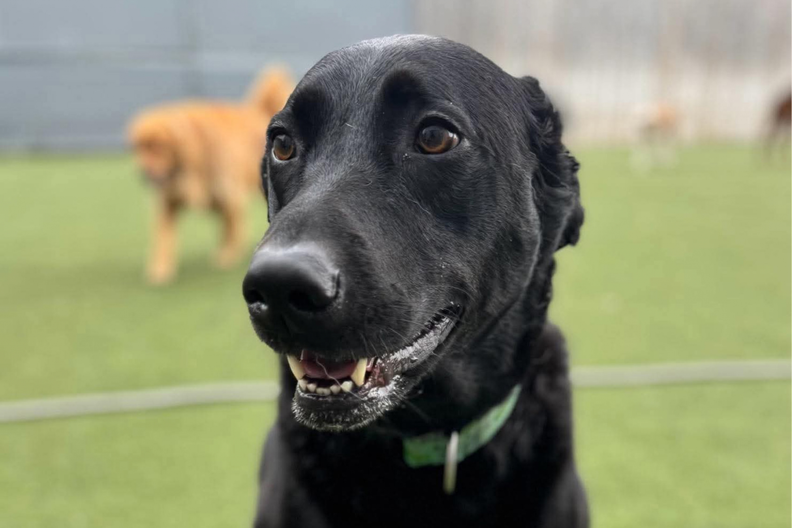 Dr. Rehman's black lab posing for a photo