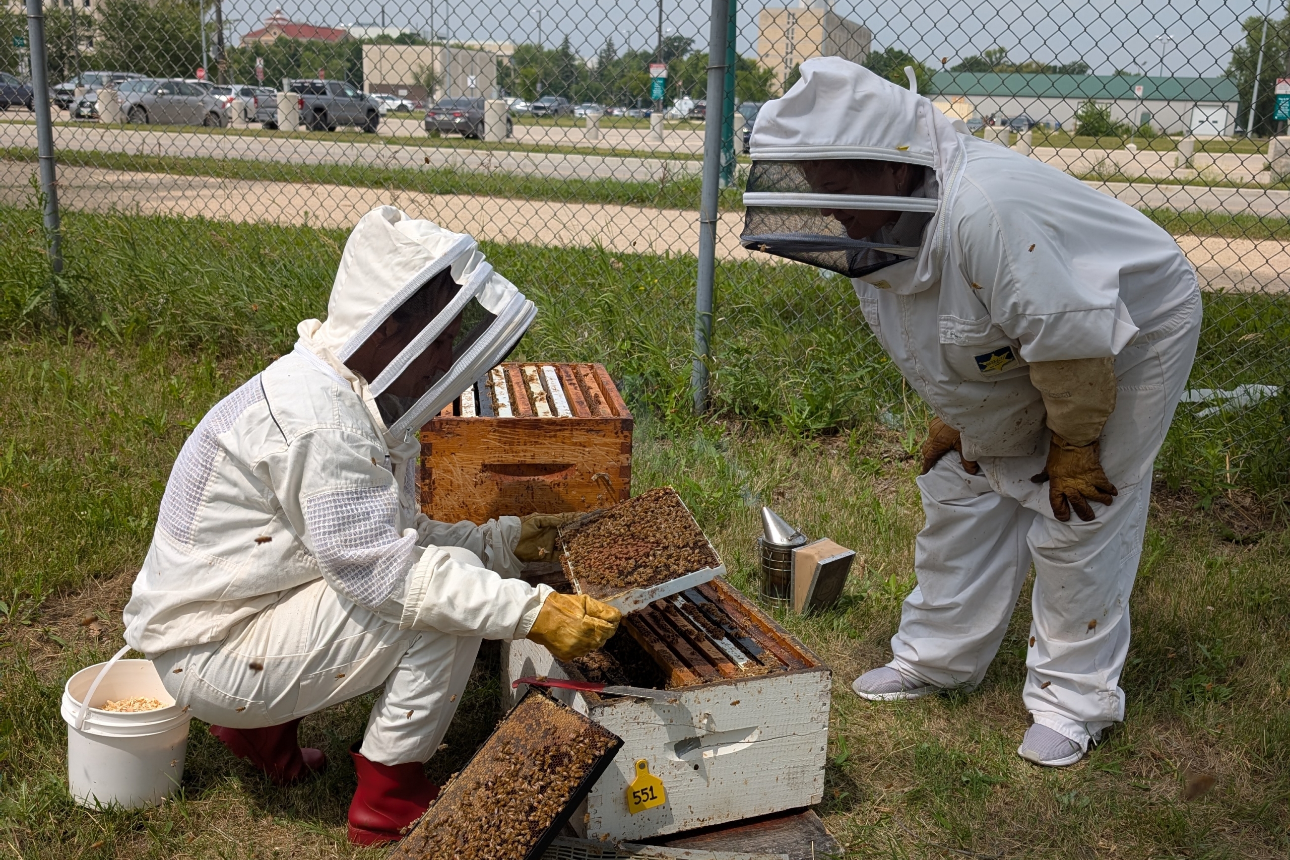 Volunteers inspecting bee colonies