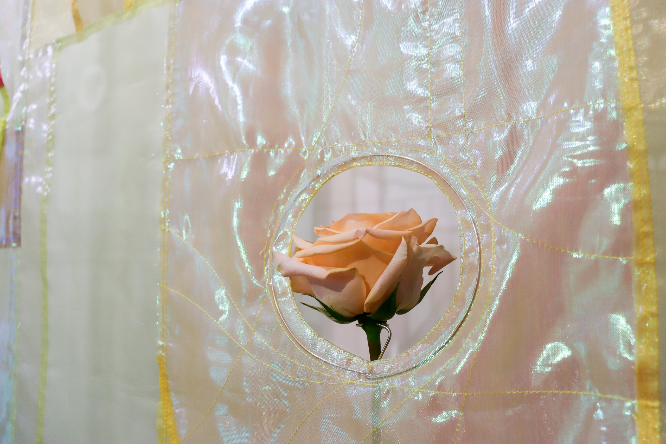 A pale rose sits in a circular opening in shimmering translucent fabric, framed by stitched seams.